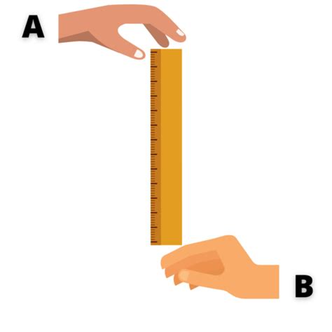 brain test drop ruler between fingers|ruler drop experiment objectives.